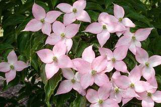 Cornouiller à fleur - CORNUS kousa 'Beni Fuji' - Arbuste