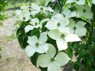 CORNUS kousa 'Butinck's Giant Flowers' int