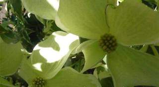 cornus kousa china dawn