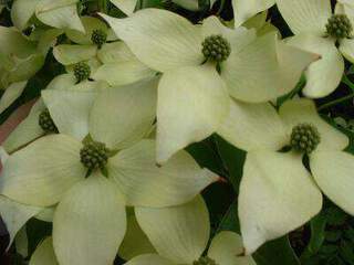 CORNUS kousa chinensis 2