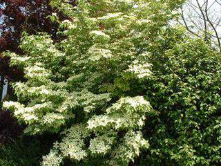 CORNUS kousa chinensis 3