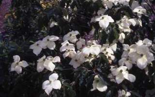 Cornouiller à fleur - CORNUS kousa 'National' - Arbuste