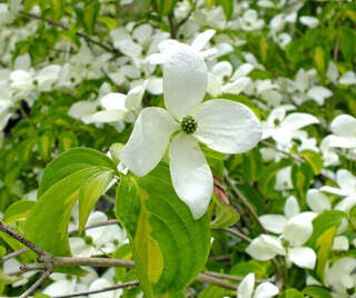 Cornouiller à fleur - CORNUS kousa 'Gold cup' - Arbuste