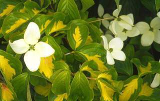 Cornouiller à fleur - CORNUS kousa 'Gold star' - Arbuste