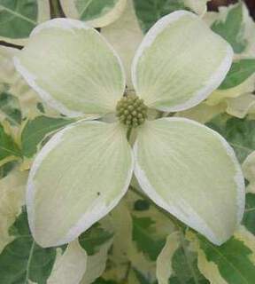 Cornouiller à fleur - CORNUS kousa 'Laura' - Arbuste