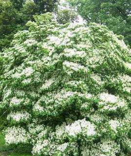 CORNUS kousa 'Milky Way' @