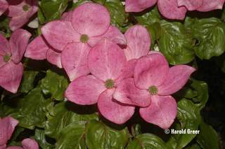 Cornouiller à fleur - CORNUS kousa Radicant rose - Arbuste