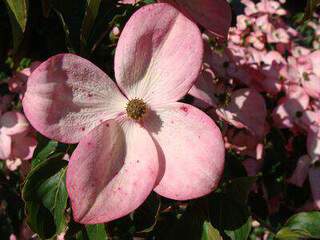 Cornouiller à fleur - CORNUS kousa 'Satomi' - Arbuste