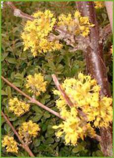 Cornus mas