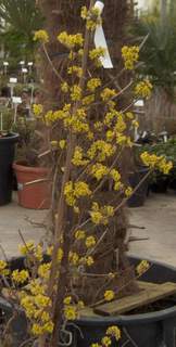 Cornouillier - CORNUS officinalis - Arbuste