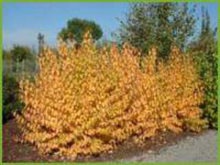 Cornus sanguinea Mdwinter