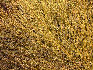 Cornouiller osier - CORNUS stolonifera 'Flaviramea' - Arbuste