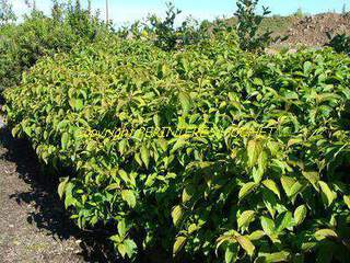 Cornouiller osier - CORNUS stolonifera 'Kelseyi' - Arbuste