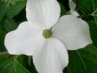 Cornouiller à fleur - CORNUS kousa White giant - Arbuste