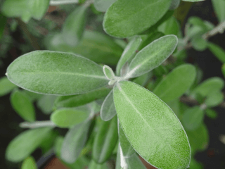 COROKIA 'Red Wonder'