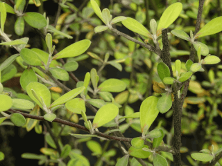 arbre à fleurs - COROKIA virgata 'Sunsplash' - Arbuste