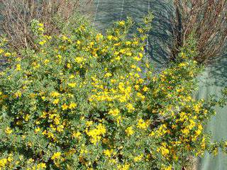 Coronille - CORONILLA glauca - Arbuste