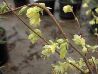 Corylopsis - CORYLOPSIS pauciflora - Arbuste