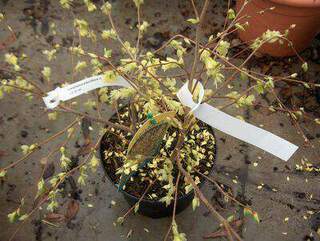 Corylopsis - CORYLOPSIS pauciflora - Arbuste