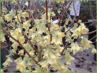 Corylopsis spicata