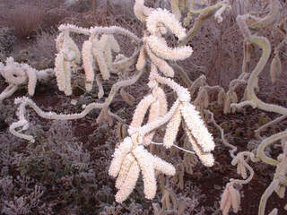 Noisetier tortueux - CORYLUS avellana 'Contorta' - Arbuste