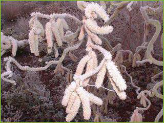 Corylus avelana Contorta