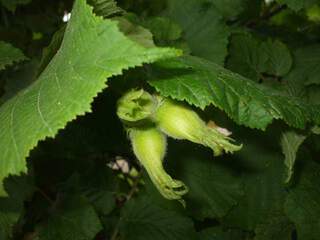 Noisetier commun - CORYLUS avellana - Arbuste