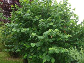CORYLUS avellana AT port