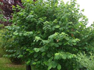 CORYLUS avellana AT port