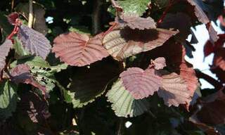 Noisetier pourpre - CORYLUS maxima 'Purpurea' - Arbuste