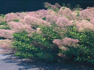 Arbre à perruques - COTINUS coggygria 'Young lady' - Arbuste