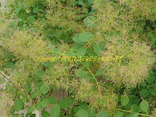 COTINUS coggygria