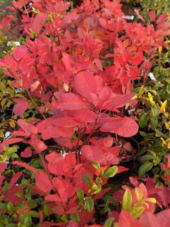 Cotinus damneri Grace