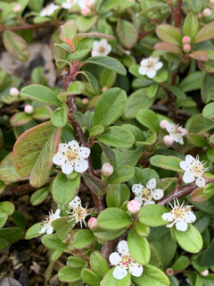 Cotoneaster rampant - COTONEASTER dammeri 'Miranda' - Arbuste