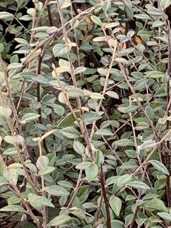 Cotoneaster - COTONEASTER franchetii - Arbuste
