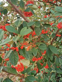 Cotoneaster - COTONEASTER lacteus - Arbuste