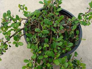 COTONEASTER damnerii 'Eicholz'