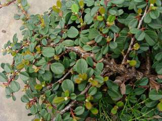 Cotoneaster rampant - COTONEASTER dammeri 'Green carpet' - Arbuste