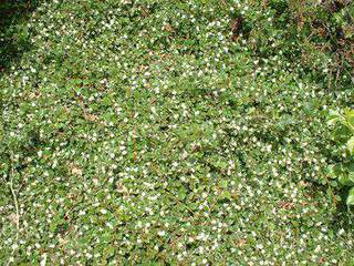 COTONEASTER damnerii Major