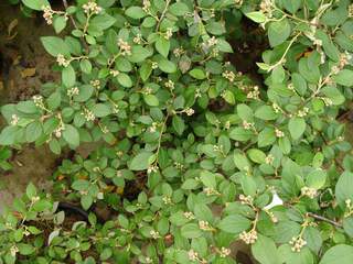 COTONEASTER 'franchetti'