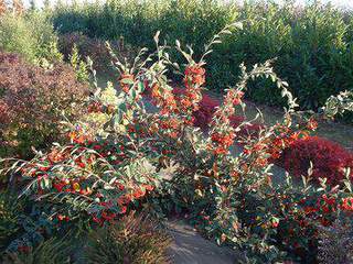 COTONEASTER lacteus