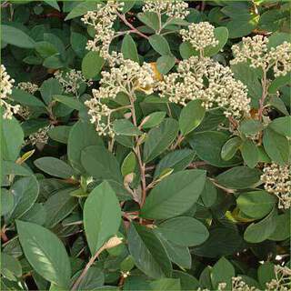 COTONEASTER-LACTEUS-re