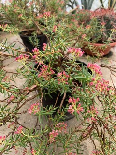 Crassula bonsaï - CRASSULA sarcocaulis - Petit arbre