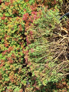 Crassula sarcocaulis (2)-redimensionne-taille-600x801