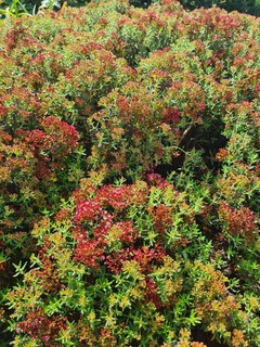 Crassula sarcocaulis (3)-redimensionne-taille-600x800