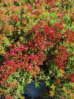 Crassula bonsaï - CRASSULA sarcocaulis - Petit arbre
