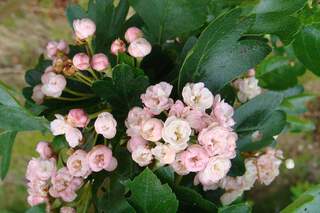 Aubépine rose - CRATAEGUS laevigata 'Rosea Plena' - Petit arbre