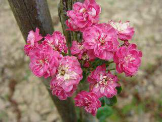 CRATAEGUS-Paul Scarlet-