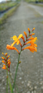 Montbrétia - CROCOSMIA 'Georges Davidson' - Vivace
