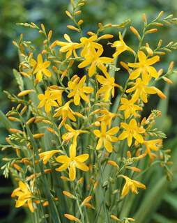 Crocosmia Jaune